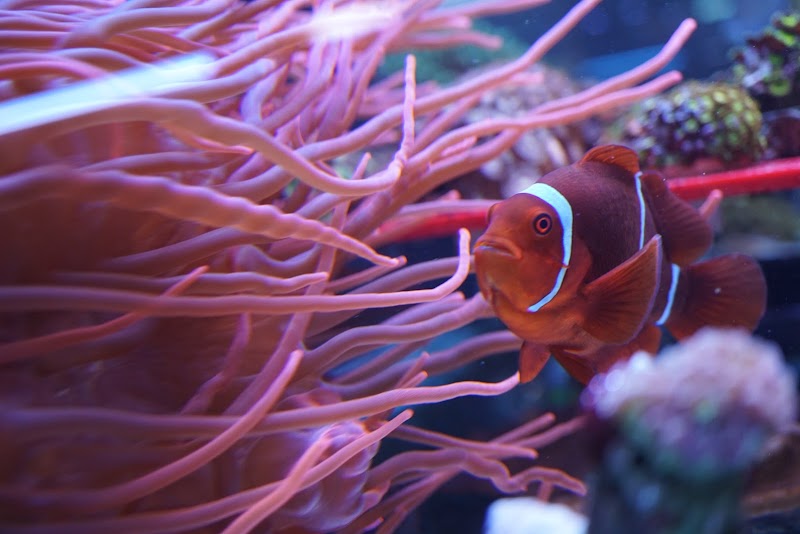 Alaska Coral & Fish - Photo 2