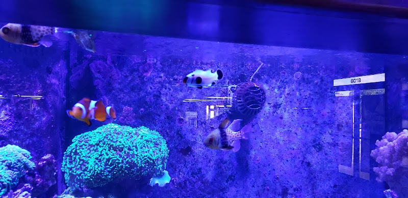 Ultimate Reefs & Aquariums - Photo 3