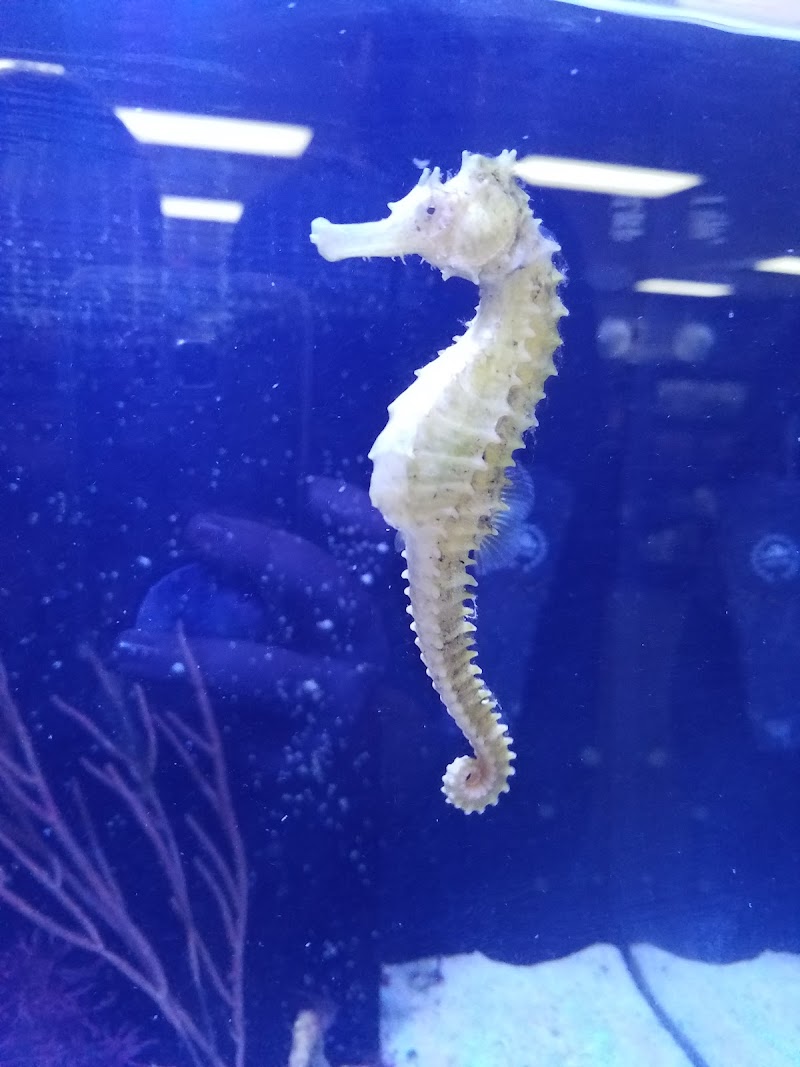 Ultimate Reefs & Aquariums - Photo 4