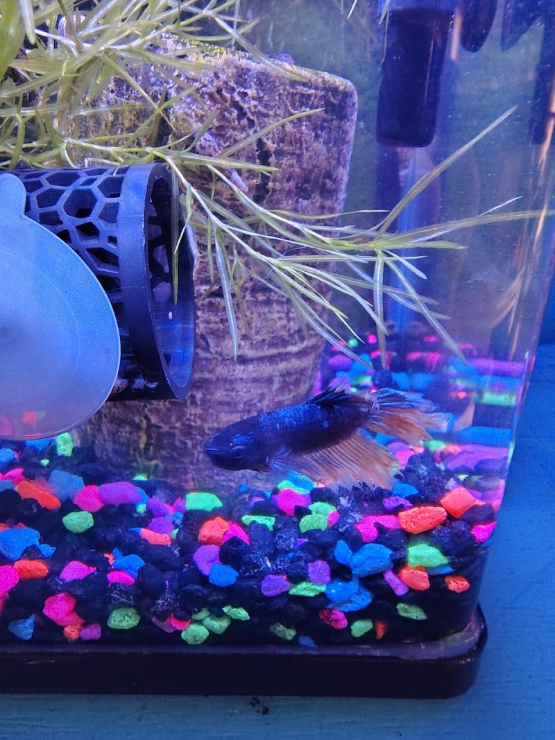 Pure Fish Magic LLC - Photo 5