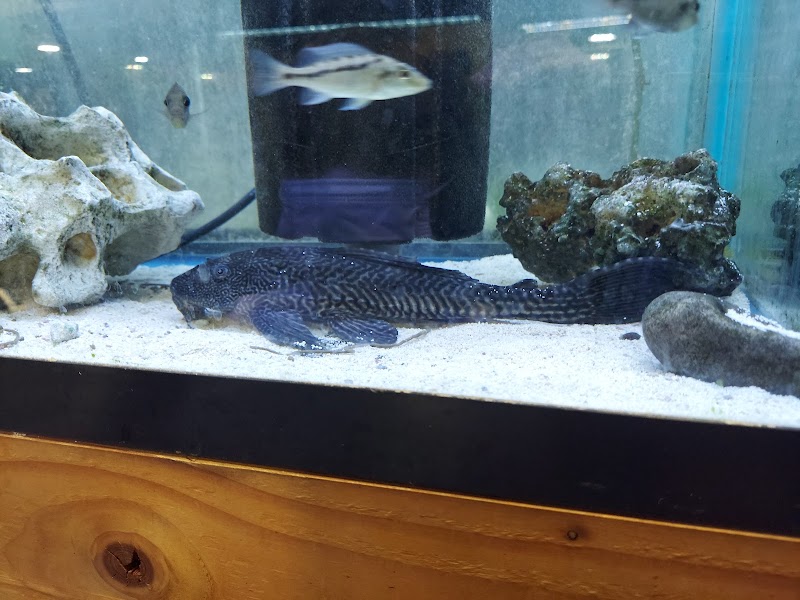 Louisiana Fish Store - Photo 3