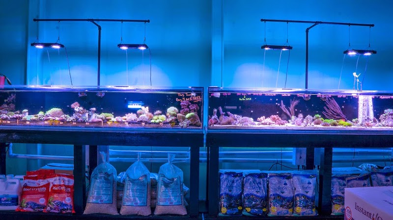 Jackson Fish and Coral - Photo 3