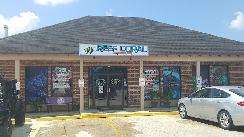 Reef Coral - Photo 1