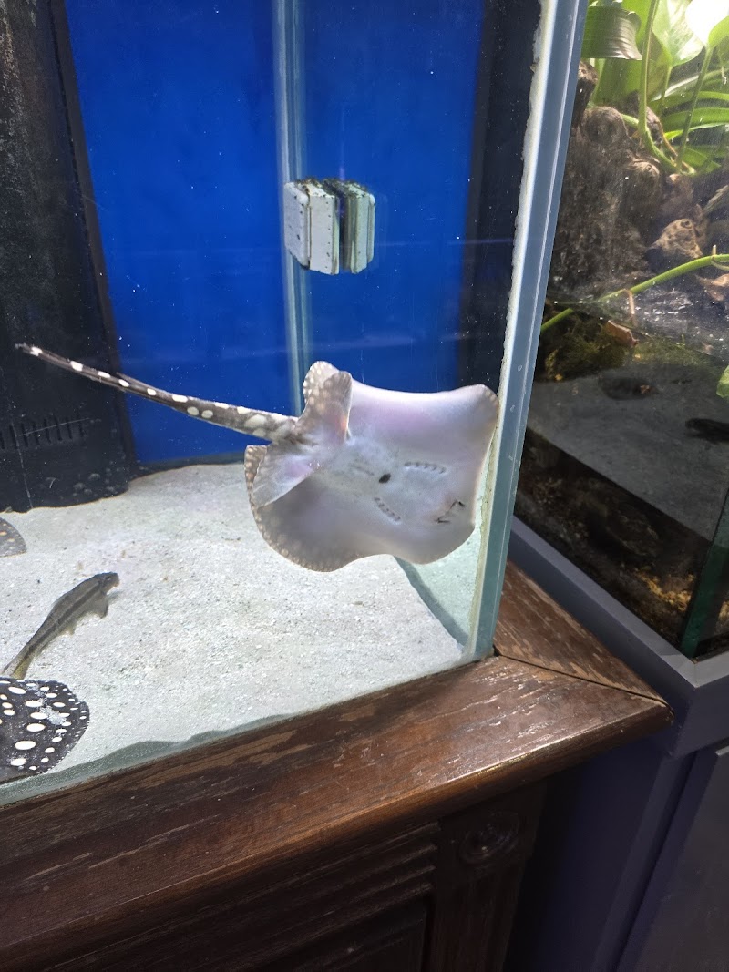 Reef Coral - Photo 3