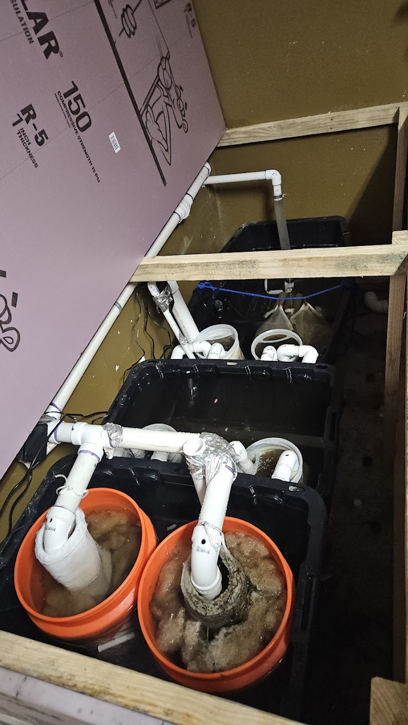 Reef Coral - Photo 5