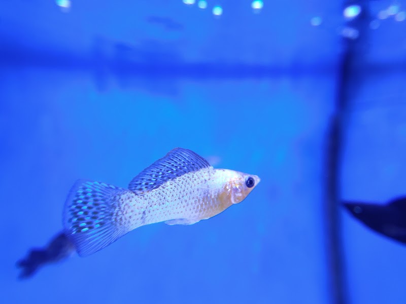 The Aqua-Arium, LLC - Photo 4