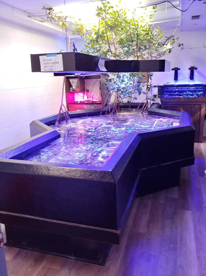 Coral Connection - Photo 3