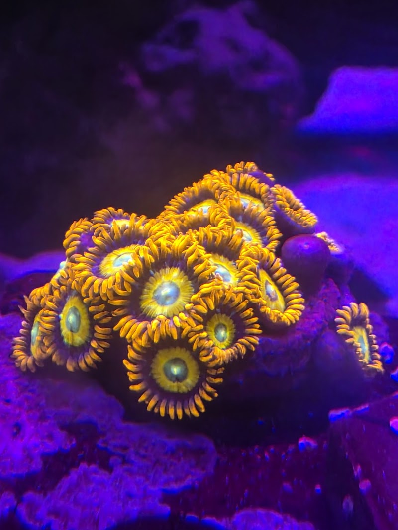 Reef Consortium - Photo 2