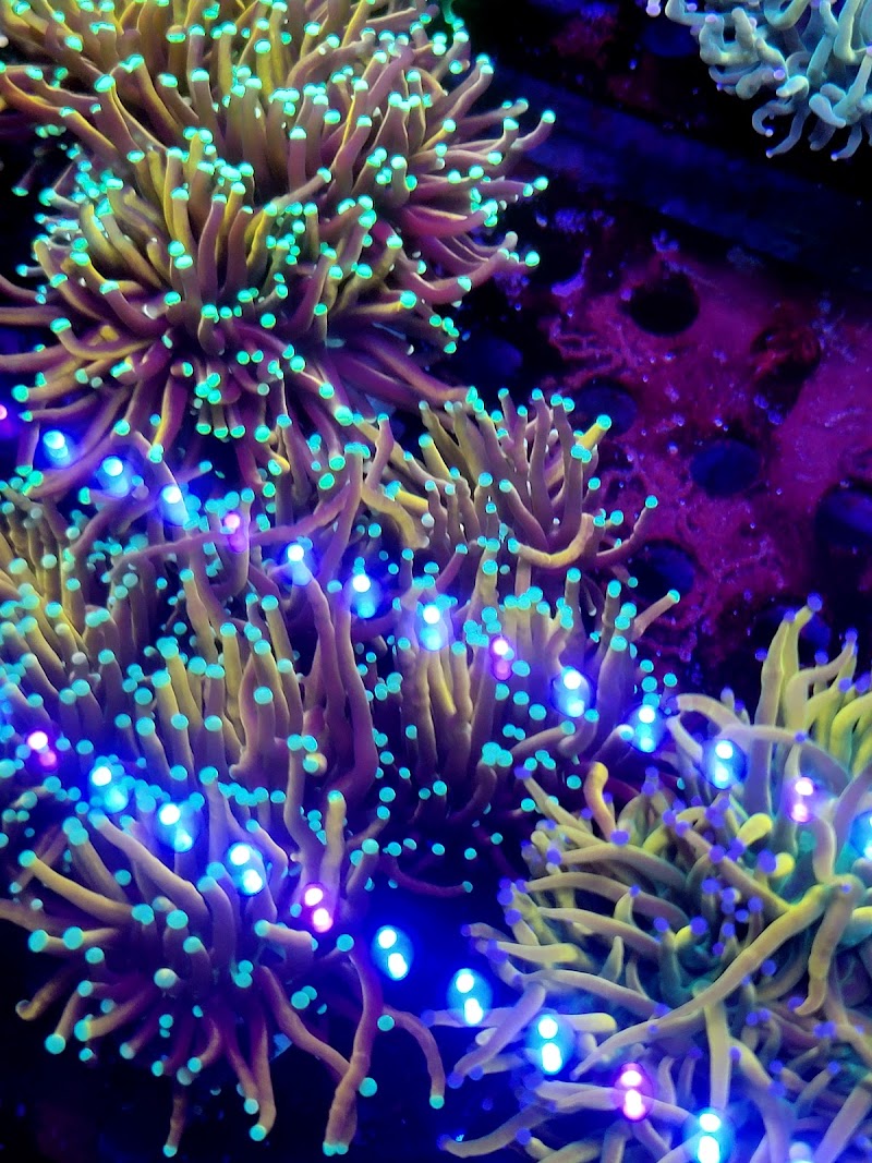Reef Consortium - Photo 3