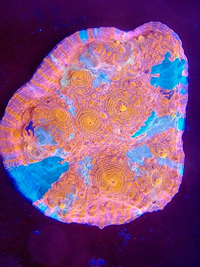 Reef Consortium - Photo 4