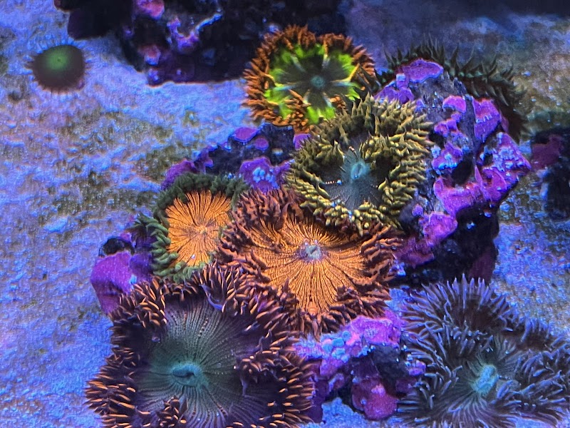 Reef Consortium - Photo 5