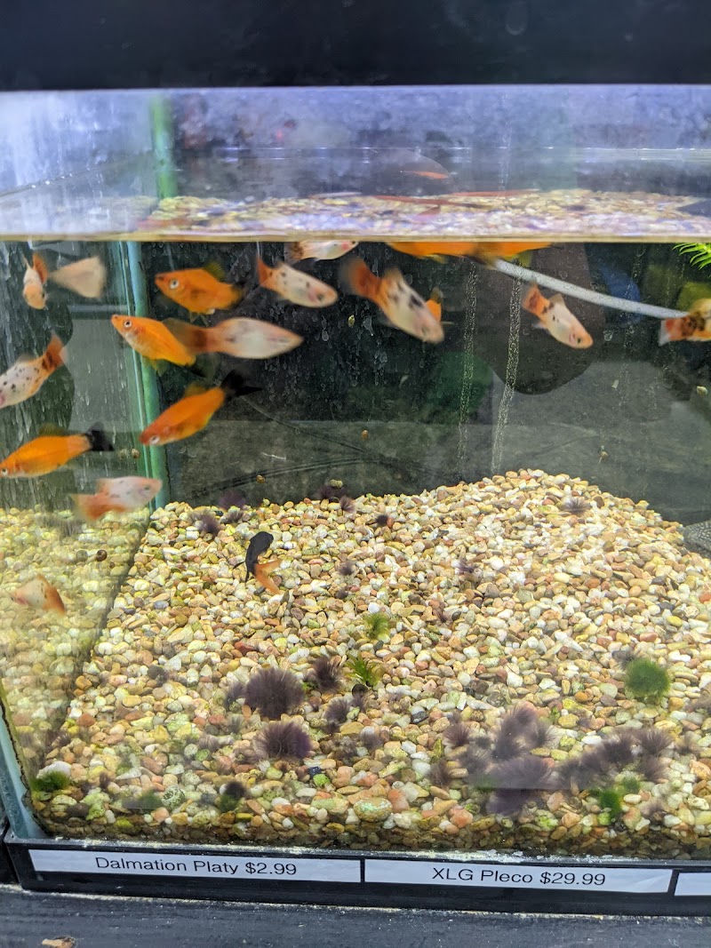 Coral Reef Pet Shop - Photo 4