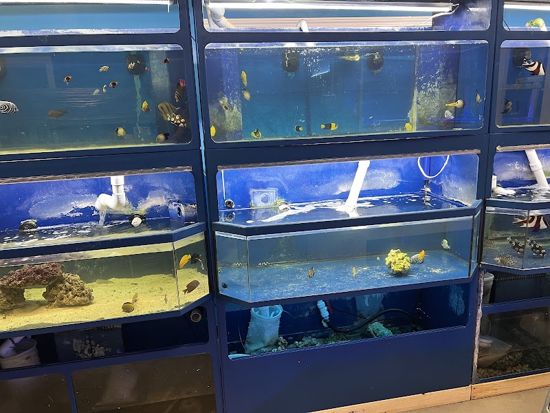 THE FISH TANK - Photo 2