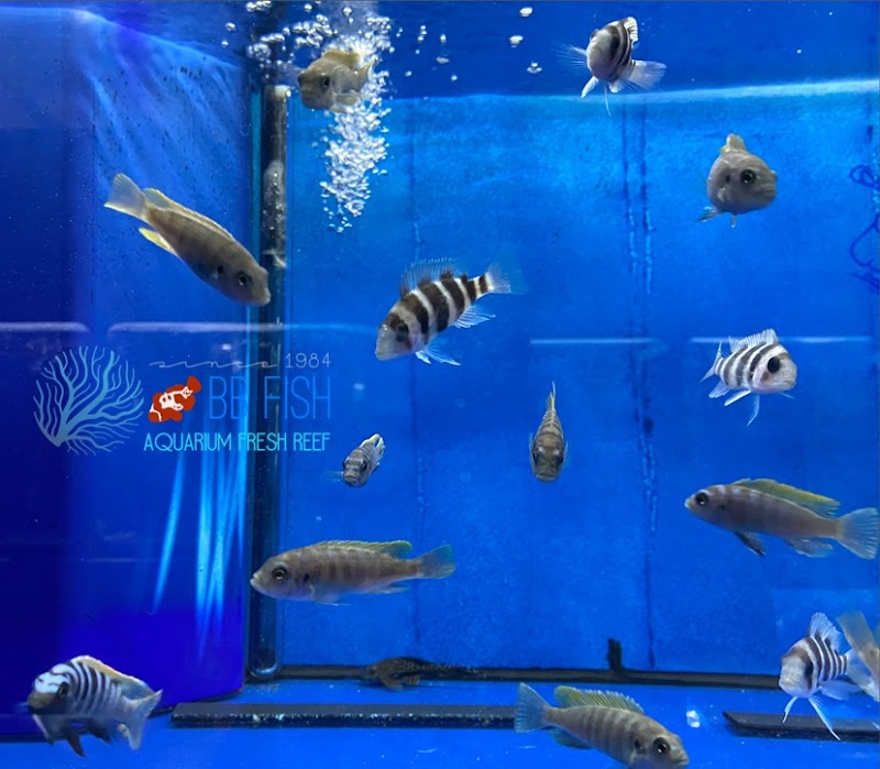 THE FISH TANK - Photo 3