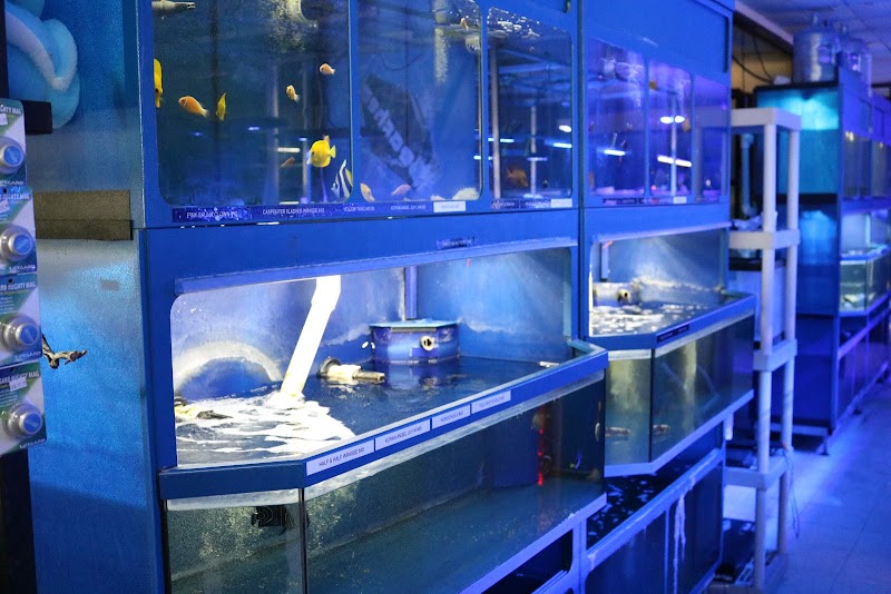 THE FISH TANK - Photo 5