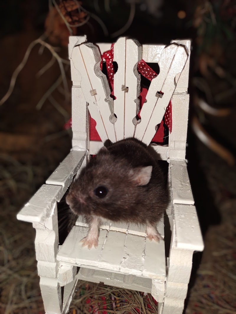 Steve's Pet Shop - Photo 2