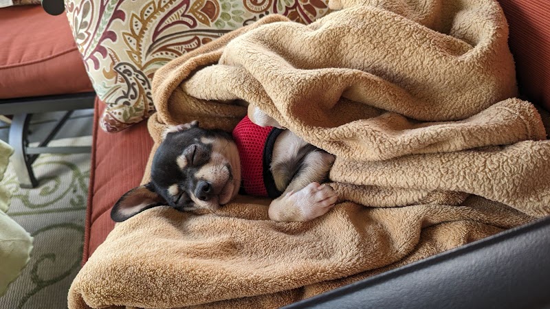 Steve's Pet Shop - Photo 3