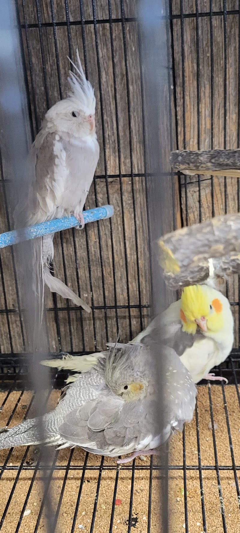 Delta Pet Center LLC - Photo 4