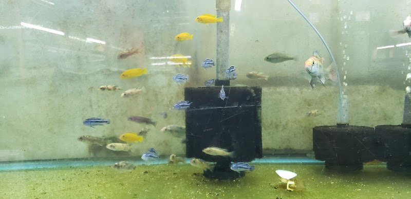 Uncle Ned's Fish Factory - Photo 3