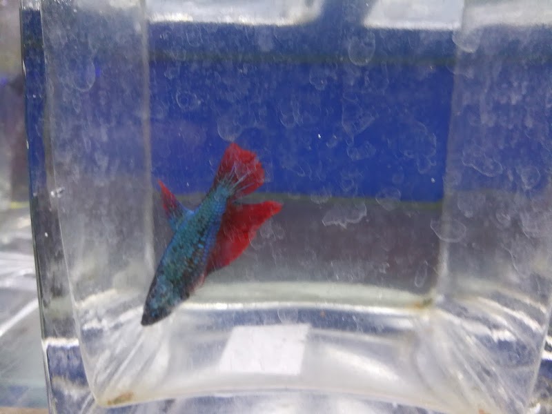 Uncle Ned's Fish Factory - Photo 4