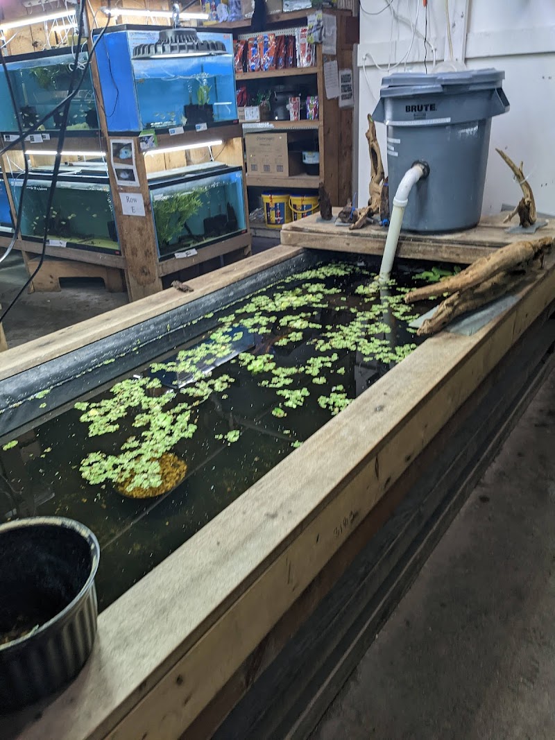 Uncle Ned's Fish Factory - Photo 5