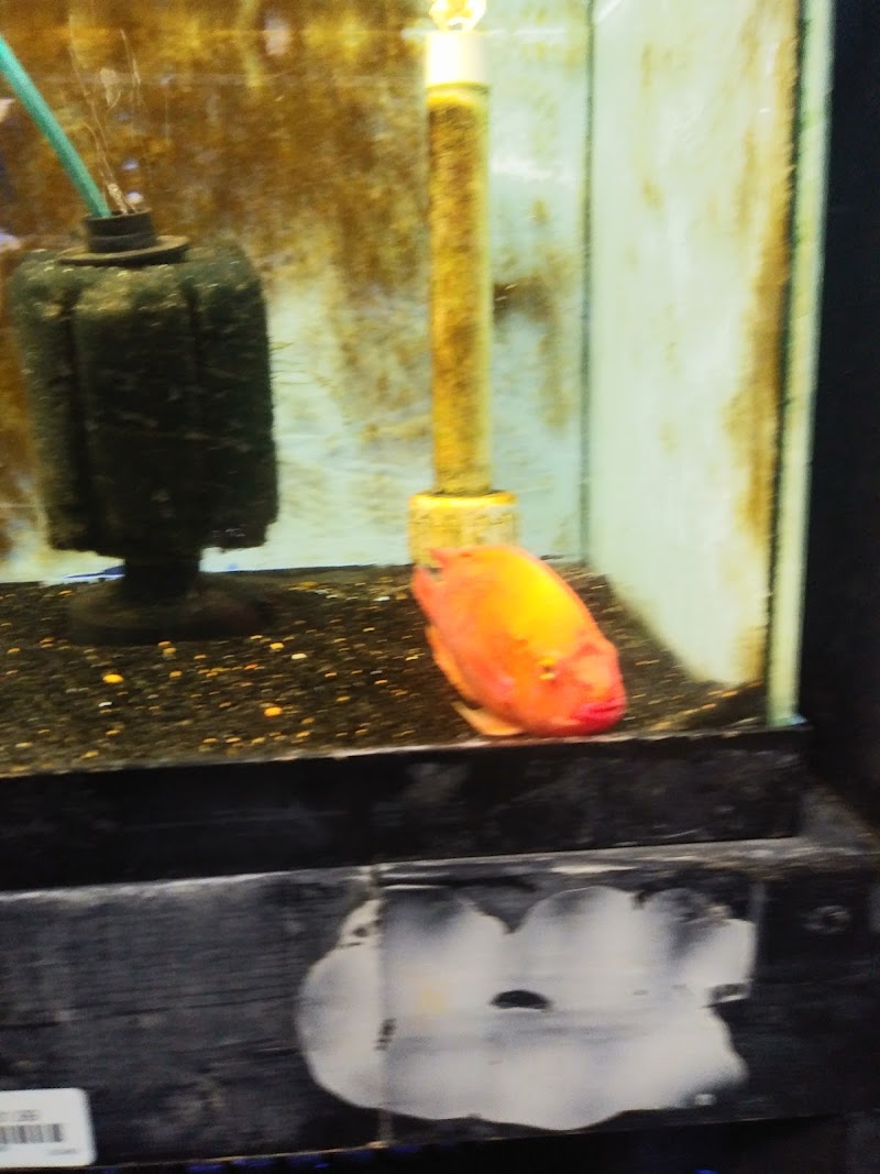 Animal Instincts Aquarium and Pet Center - Photo 4