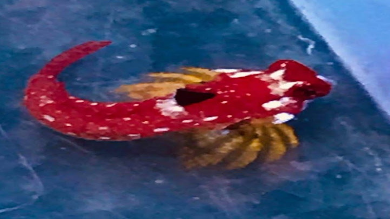 Aqua Dreams - Photo 2