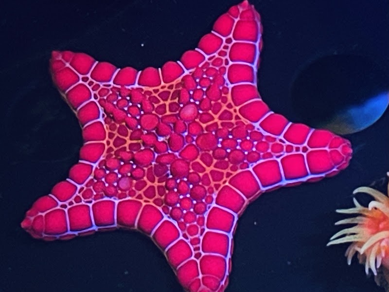 Aqua Dreams - Photo 4