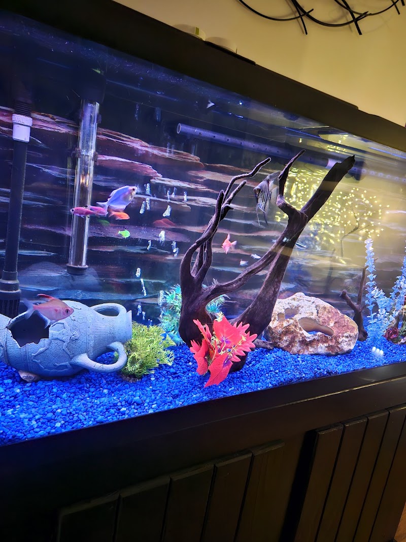 School Of Fish - Photo 2