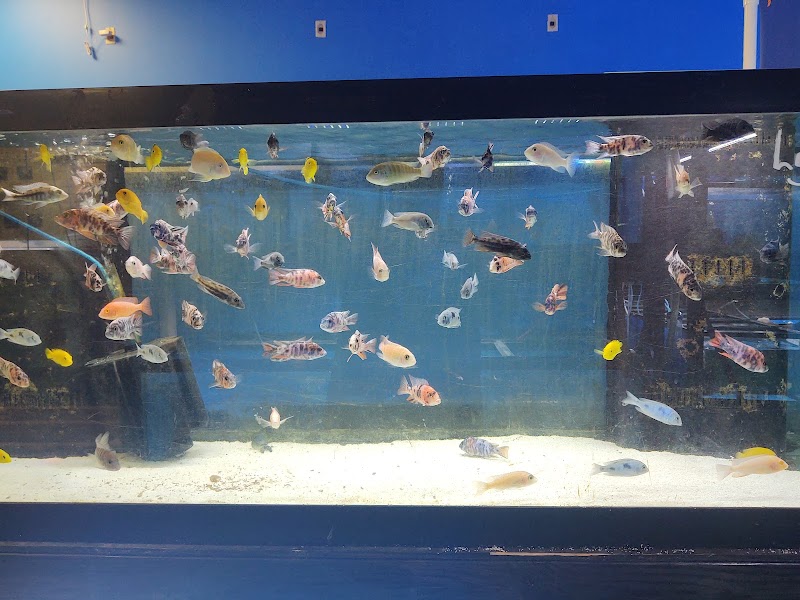 School Of Fish - Photo 5