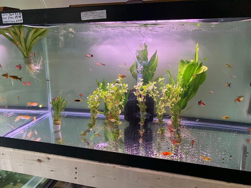 Little Rivers Aquatics - Photo 4
