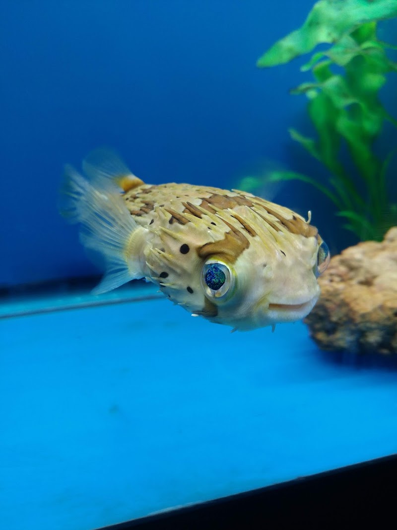 Fish Bowl Aquarium and Pet Mart - Photo 3