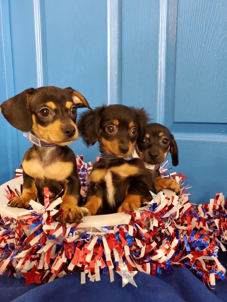 Fish Bowl Aquarium and Pet Mart - Photo 4