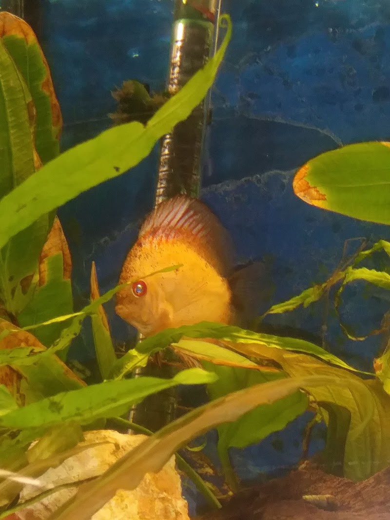 Fish Bowl Aquarium and Pet Mart - Photo 5