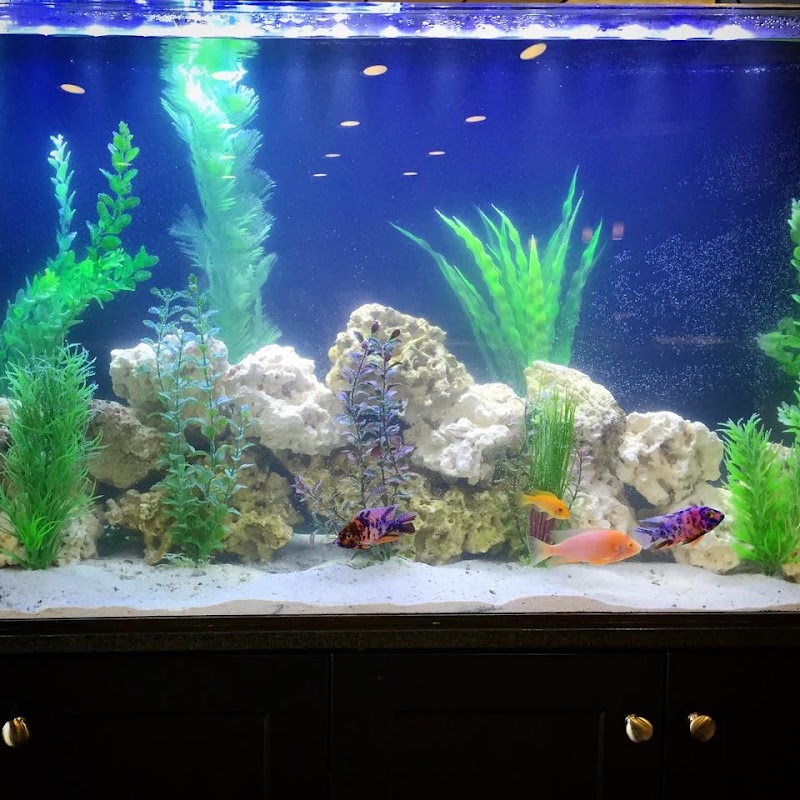 Fish Works - Photo 5