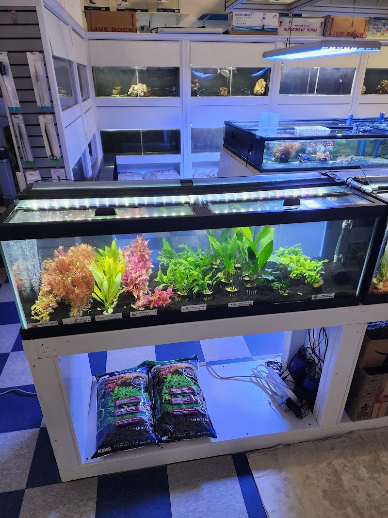 The Aquarium Gallery - Photo 2