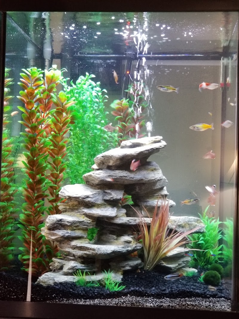 Fish Mike Aquatics - Photo 4