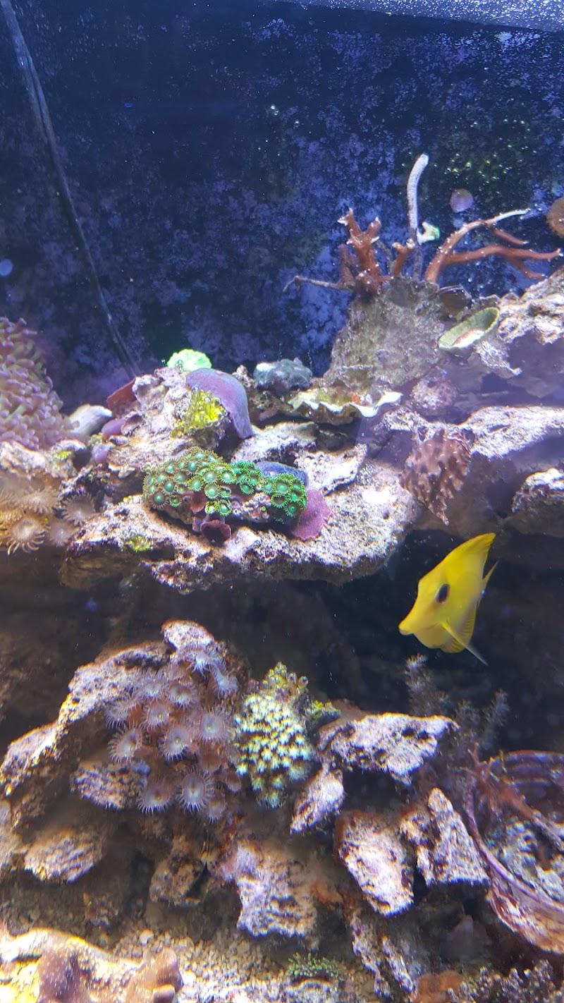 Blue Light Aquatics - Photo 1