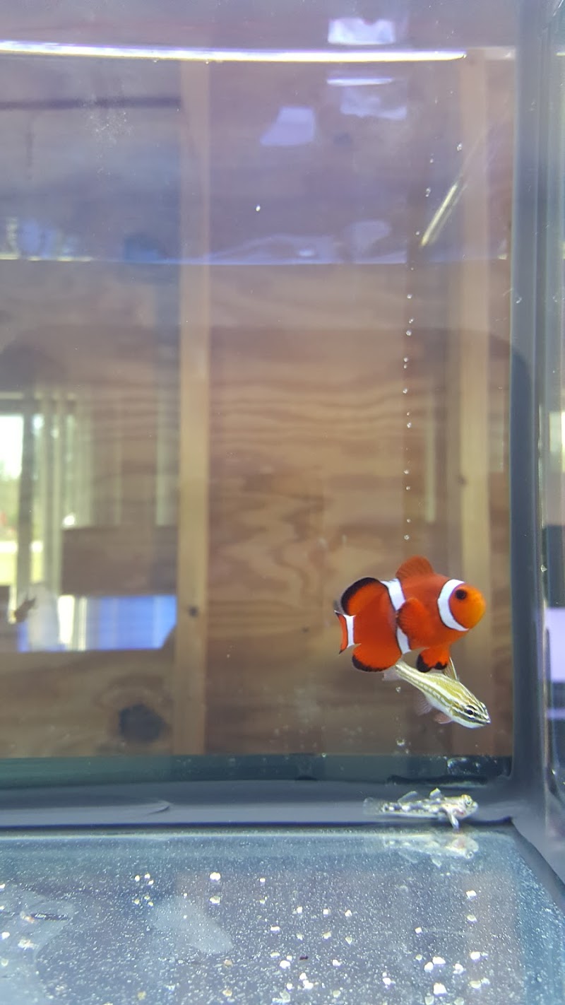 Blue Light Aquatics - Photo 2