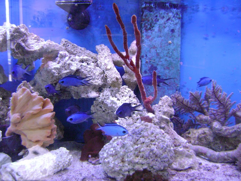 Blue Light Aquatics - Photo 3
