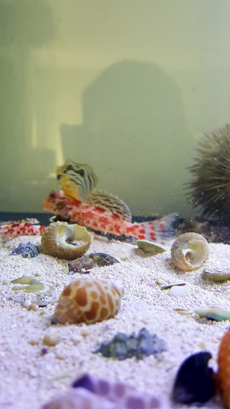 Blue Light Aquatics - Photo 4