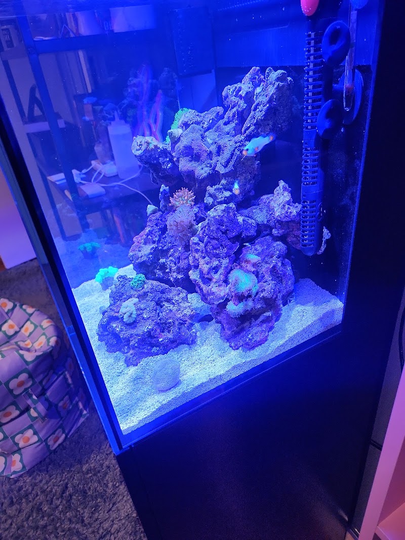 Reef Exclusive - Photo 4