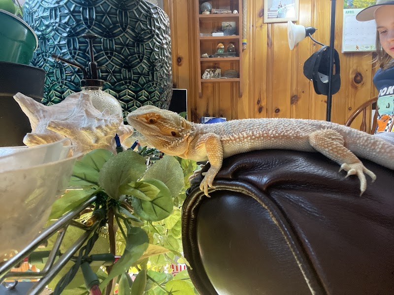 Dinky Reptiles And Aquatics - Photo 3