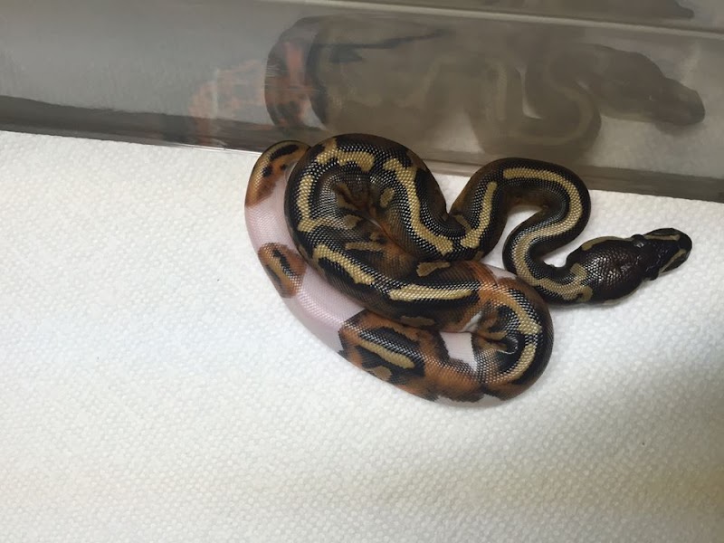 Dinky Reptiles And Aquatics - Photo 4