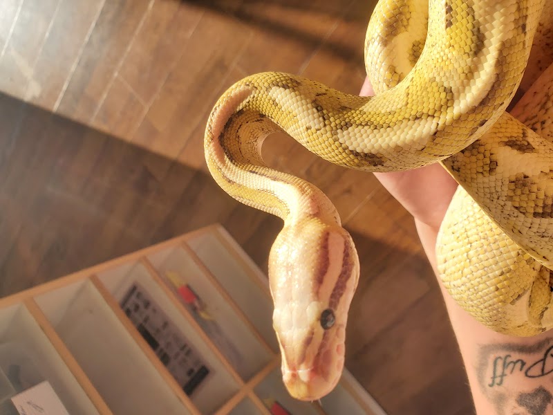 Dinky Reptiles And Aquatics - Photo 5