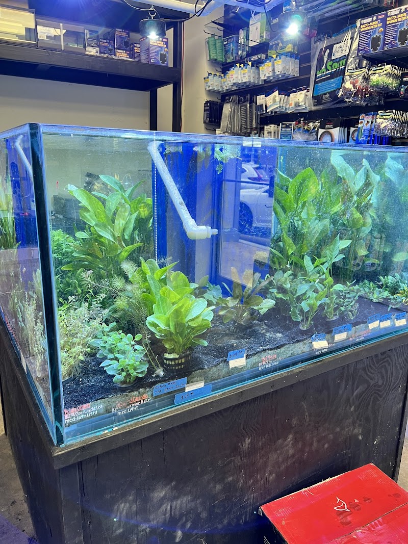 Londontowne Tropicals - Photo 1