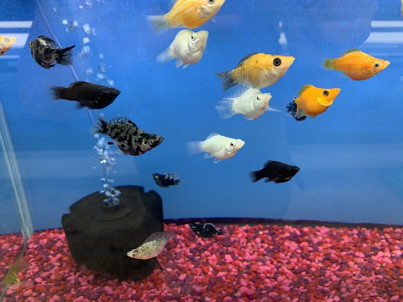 Londontowne Tropicals - Photo 3