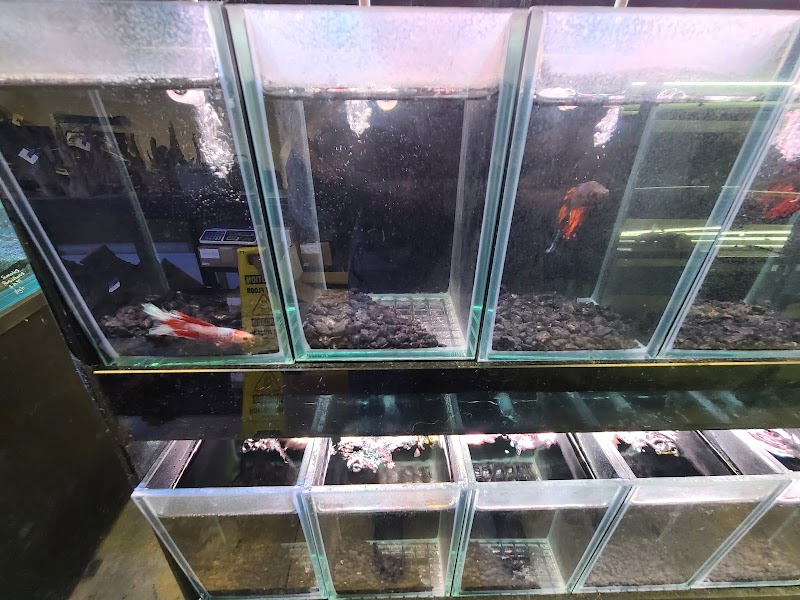 Londontowne Tropicals - Photo 4