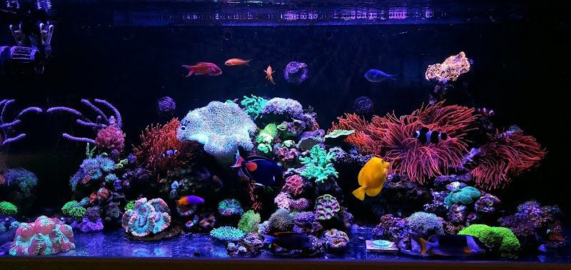 FantaSEA Aquariums | Aquarium Design, Installation, and Service - Photo 2