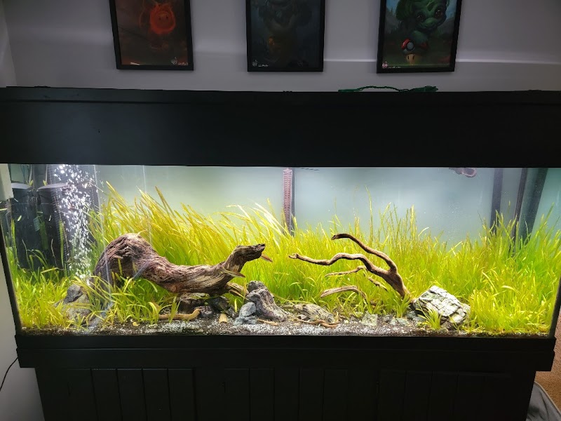 FantaSEA Aquariums | Aquarium Design, Installation, and Service - Photo 5